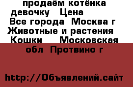 продаём котёнка девочку › Цена ­ 6 500 - Все города, Москва г. Животные и растения » Кошки   . Московская обл.,Протвино г.